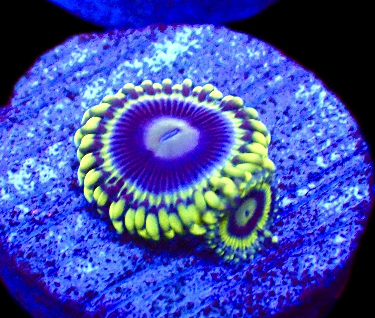 WYSIWYG 32E Blue Rhino Zoa