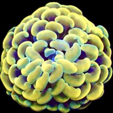 Gold / Lime Hologram Branching Hammer
