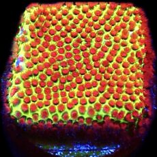 WYSIWYG 21E Grinchy Porites Frag