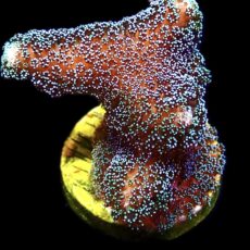 WYSIWYG M19 Purple Stylophora Milka