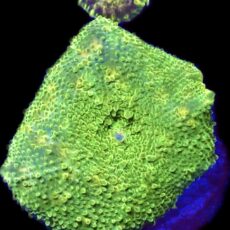 WYSIWYG A4 Ultra Discosoma Mushroom