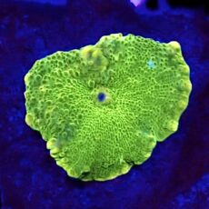 WYSIWYG A6 Ultra Discosoma Mushroom