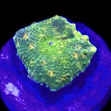 WYSIWYG A9 Ultra Discosoma Mushroom