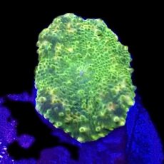 WYSIWYG A11 Ultra Discosoma Mushroom