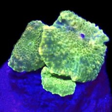 WYSIWYG A12 Ultra Discosoma Mushroom Rock