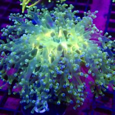 WYSIWYG Atomic Glow Frogspawn 5