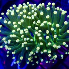 WYSIWYG Lime/Orange Euphyllia Cristata 10