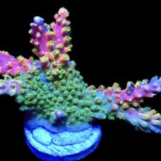 WYSIWYG 22G Rainbow Paletta Acropora Extra Large