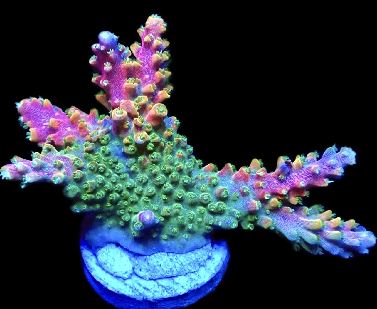 WYSIWYG 22G Rainbow Paletta Acropora Extra Large