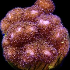 WYSIWYG 11B Cherry Tree Pocillopora Frag
