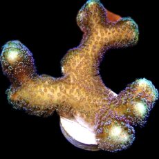 WYSIWYG 20K Purple Stylophora Milka Extra Large