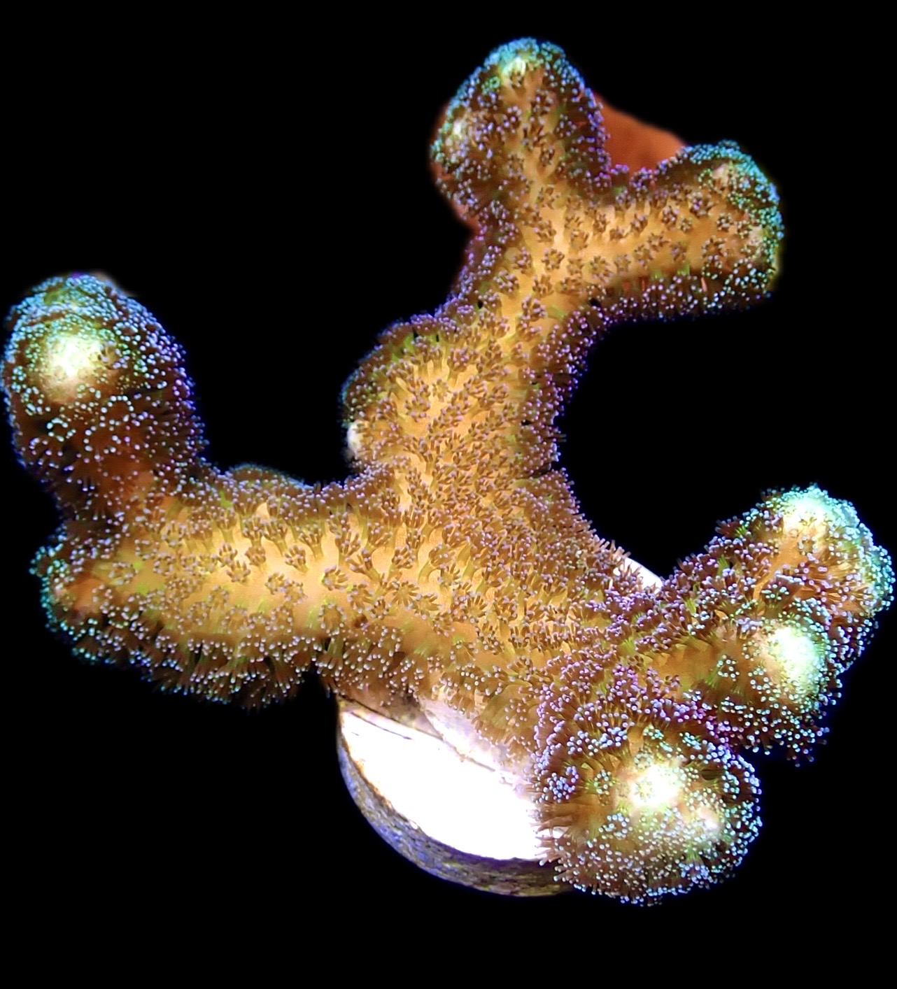 WYSIWYG 20K Purple Stylophora Milka Extra Large