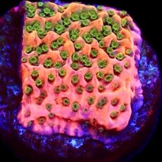 WYSIWYG 7K Tropic Thunder Montipora Frag