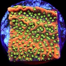WYSIWYG 8E Tropic Thunder Montipora Frag