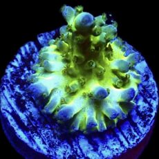 WYSIWYG 9i Acropora Frag