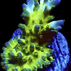 WYSIWYG 10i Acropora Frag