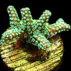 WYSIWYG 19B Super Bright Fibre Optic Seriatopora Frag