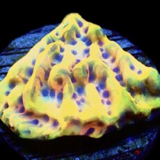 WYSIWYG 22A Crazy T Montipora Frag