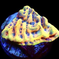 WYSIWYG M9 Crazy T Montipora Frag