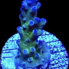 WYSIWYG 16G Electric Miyagi Tort Acropora Frag
