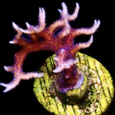 WYSIWYG 20B Bright Pink Hysterix Frag