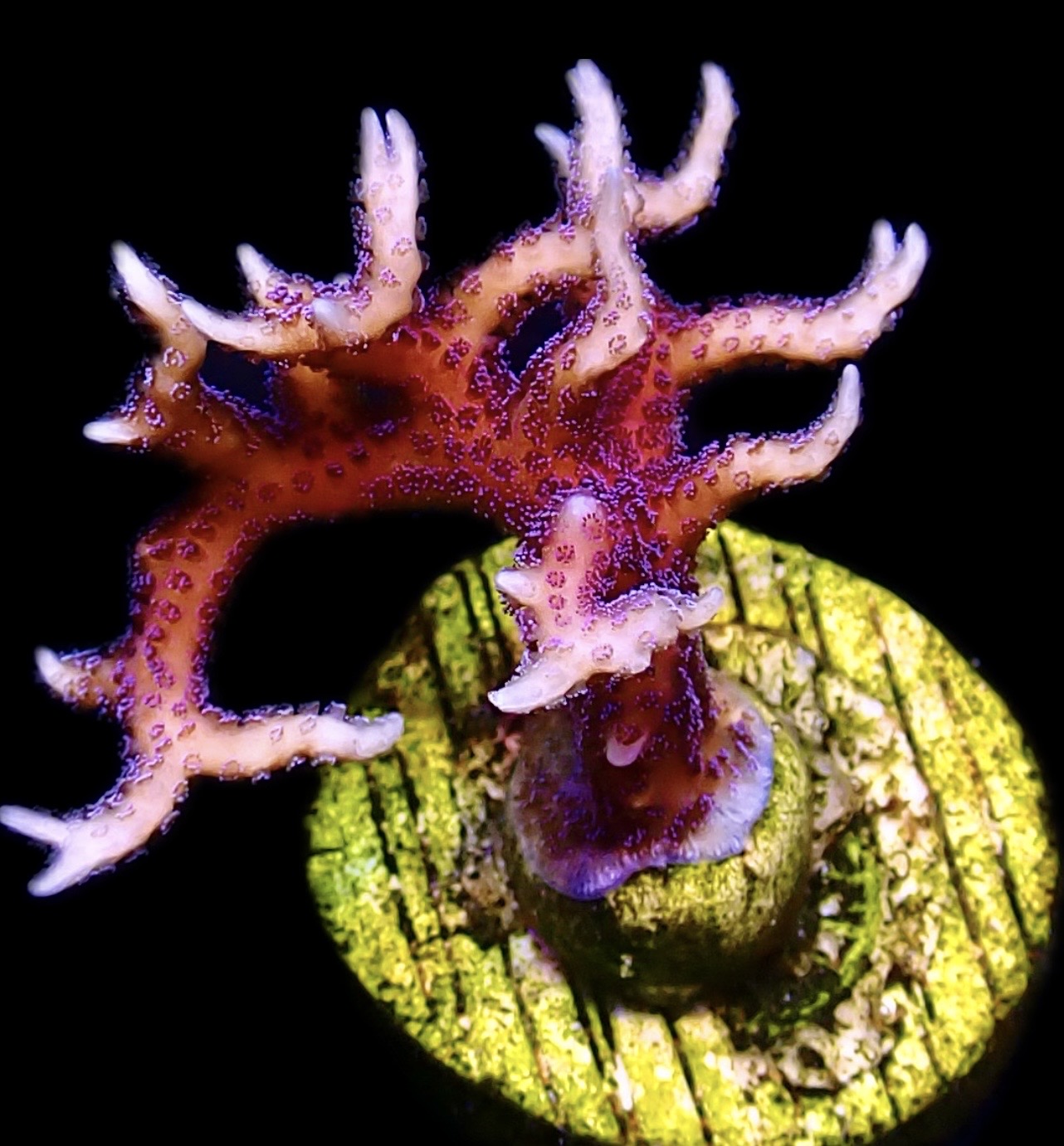 WYSIWYG 20B Bright Pink Hysterix Frag