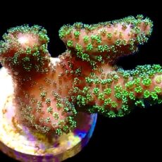 WYSIWYG M20 Ultra Neon Fluorescent Stylophora Frag