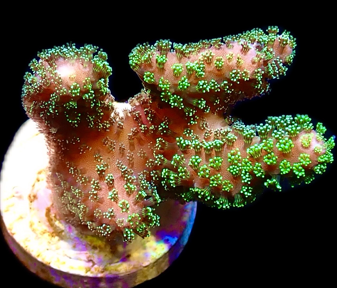 WYSIWYG M20 Ultra Neon Fluorescent Stylophora Frag