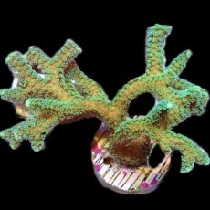 WYSIWYG 36 Super Bright Fibre Optic Seriatopora 60mm Colony