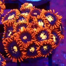 WYSIWYG Zoanthid Frag C24