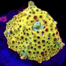 WYSIWYG A20 Ultra Discosoma Mushroom