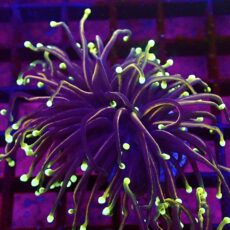 WYSIWYG Dragon Soul Gold Torch Euphyllia 55