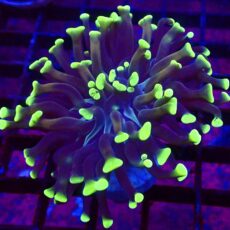 WYSIWYG  Neon Branching Hammer 25