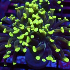 WYSIWYG Neon Branching Hammer 48