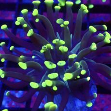 WYSIWYG Neon Branching Hammer 40