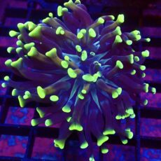 WYSIWYG Neon Branching Hammer 13