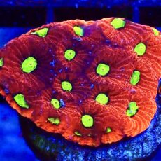 WYSIWYG 32C Cherry / Lime War Coral Frag