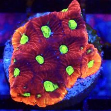 WYSIWYG 32D Cherry / Lime War Coral Frag