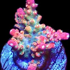 WYSIWYG 14H Rainbow Paletta Acropora