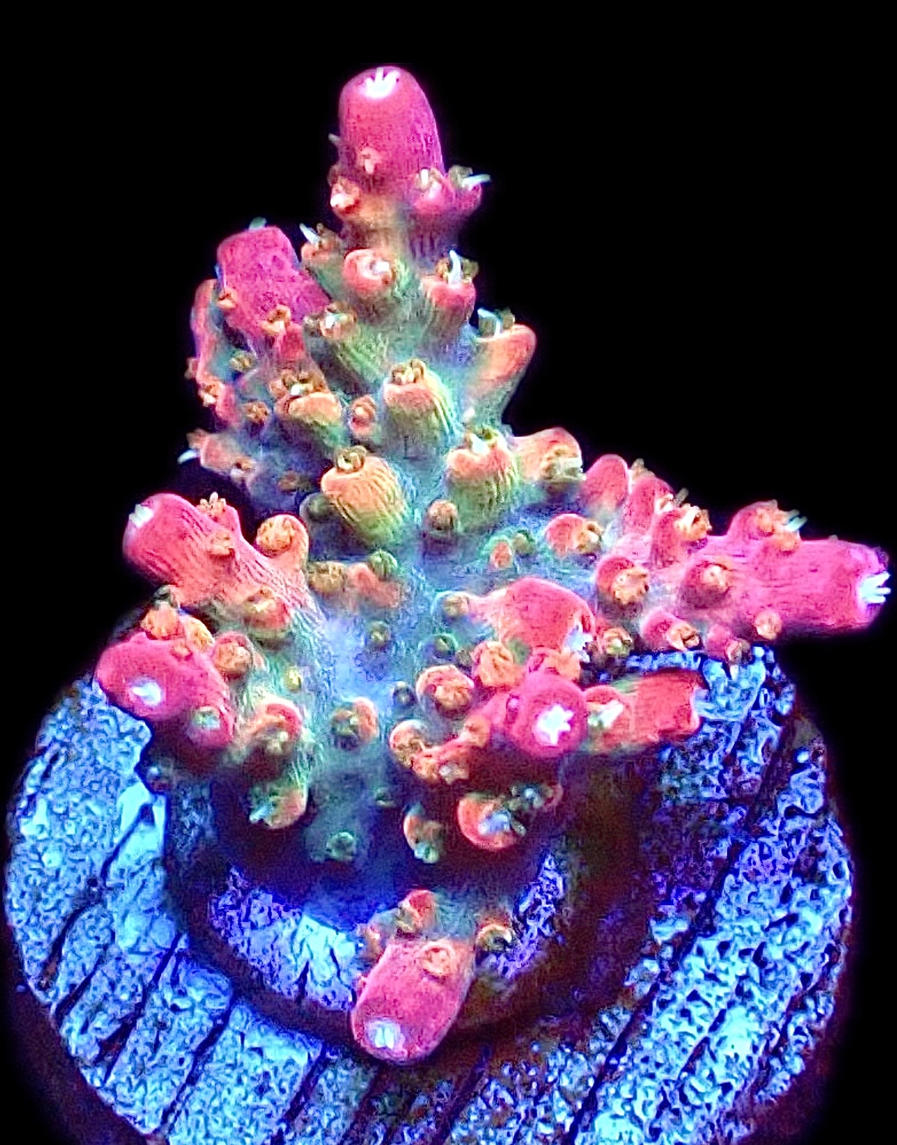 WYSIWYG 14H Rainbow Paletta Acropora