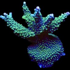 WYSIWYG 25D Rainbow Staghorn Acropora Colony