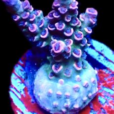 WYSIWYG 13G Parma Violet Acropora Tenius