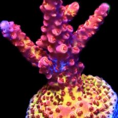 WYSIWYG 23F Ultimate PC Rainbow Acropora Frag Large