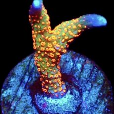 WYSIWYG 9J Bubblegum Montipora
