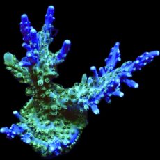 WYSIWYG 18i Magic Magenta Acropora 70mm Colony