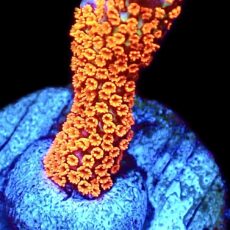WYSIWYG 15H Bubblegum Montipora