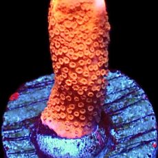 WYSIWYG 18G Burning Ember Montipora Frag