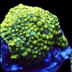 WYSIWYG Lemon Bounce Mushroom A8