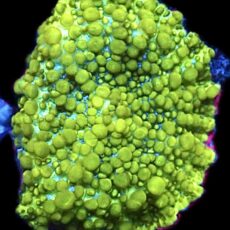 WYSIWYG Lemon Bounce Mushroom A32