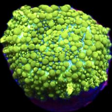 WYSIWYG Lemon Bounce Mushroom A36